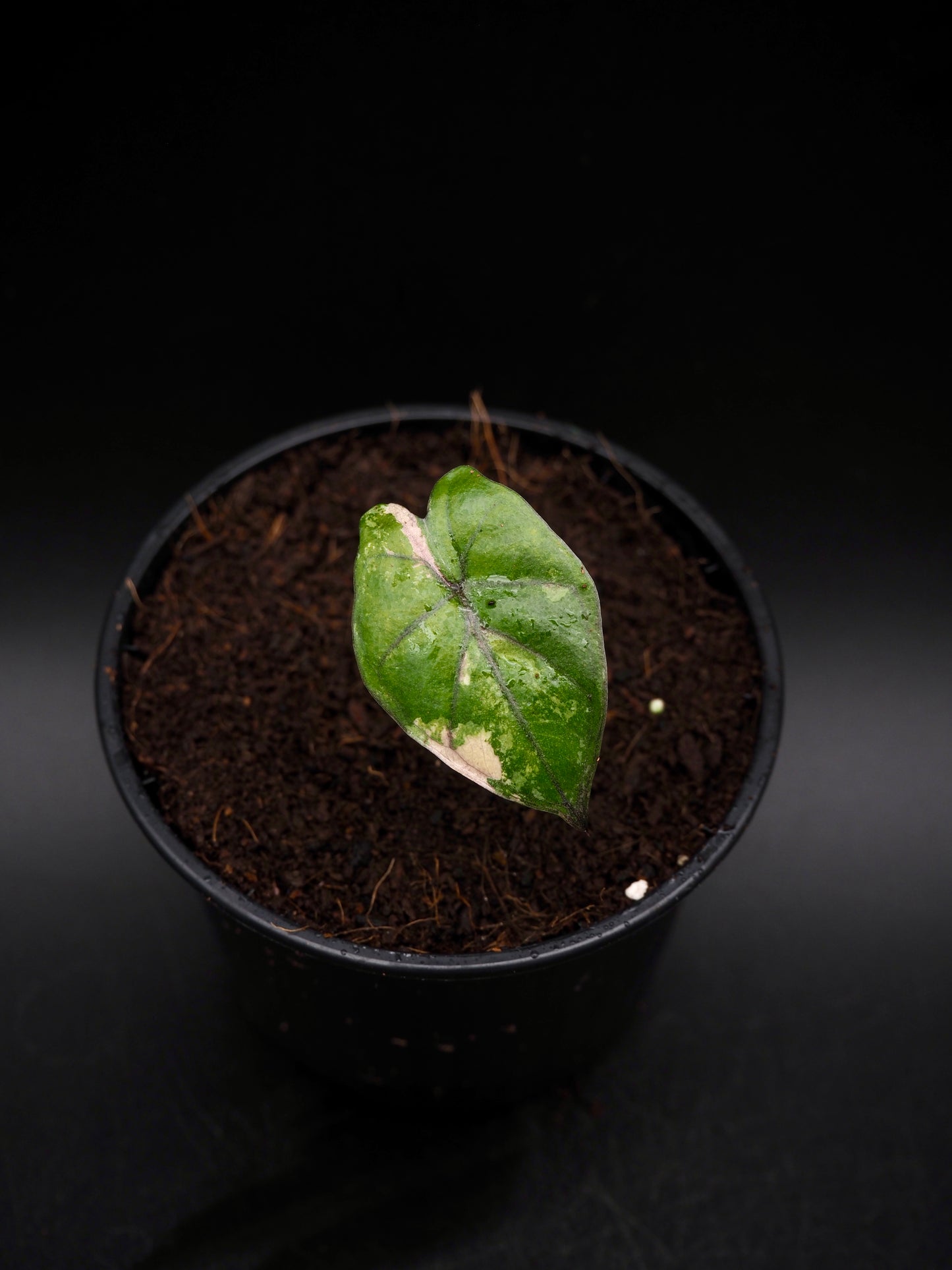 Alocasia Yucatan Princess Pink