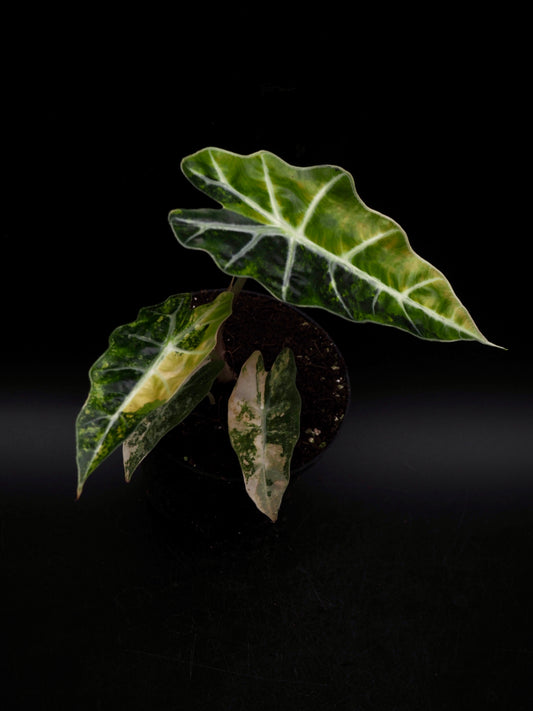 Alocasia Polly Aurea