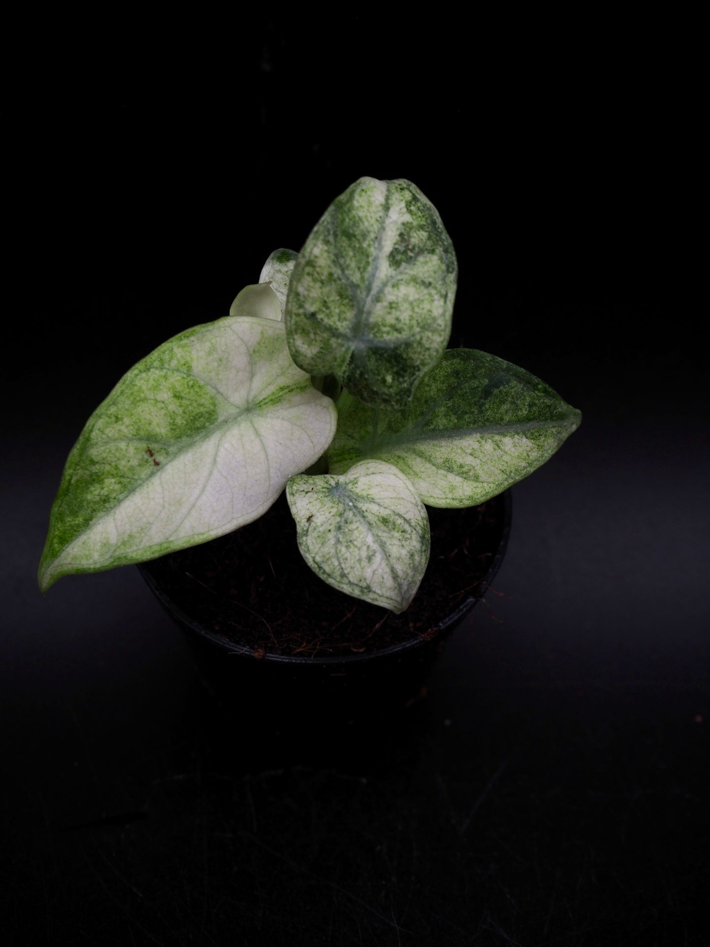 Alocasia Ninja Tricolor