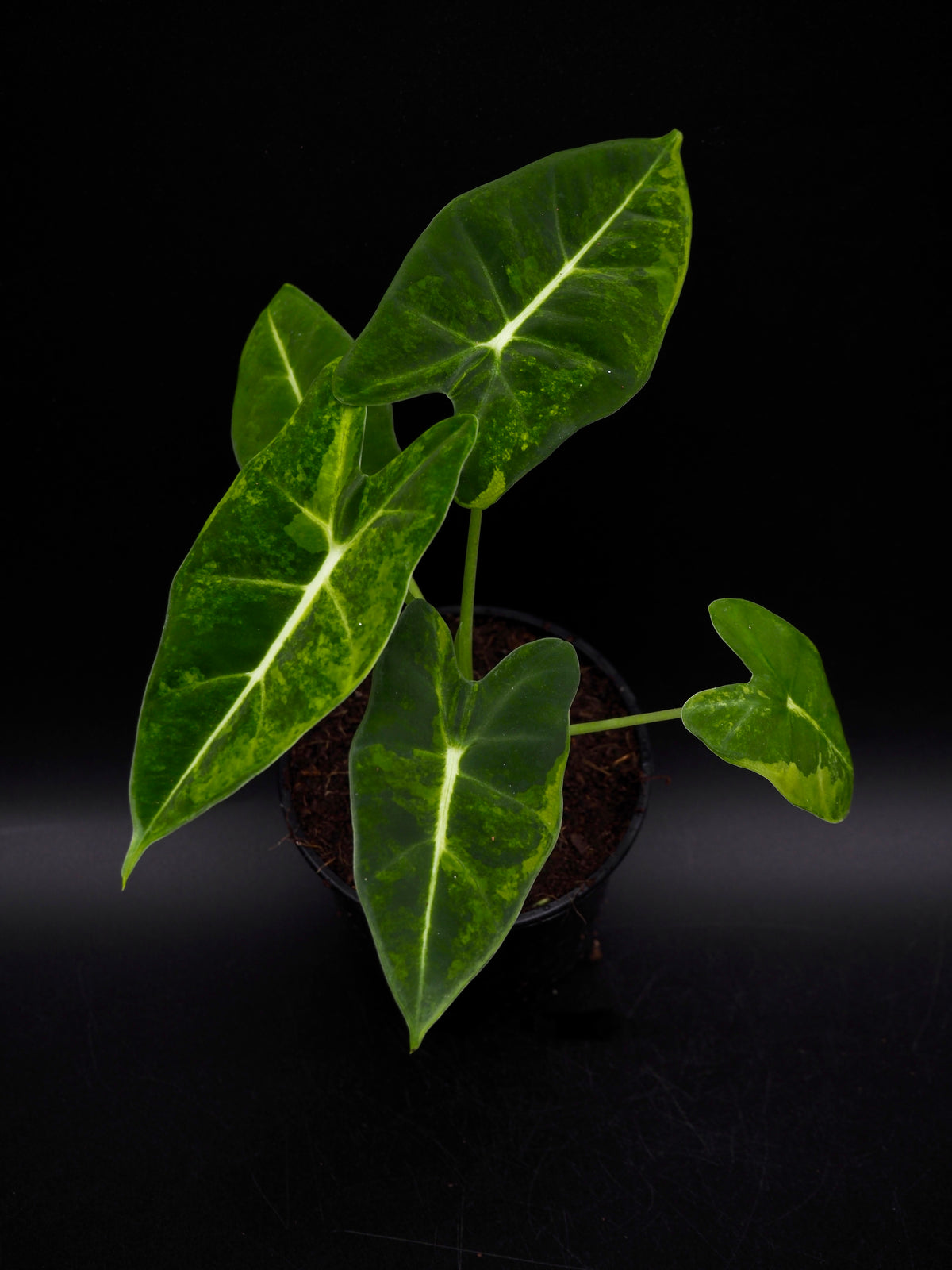 Alocasia Frydek gog