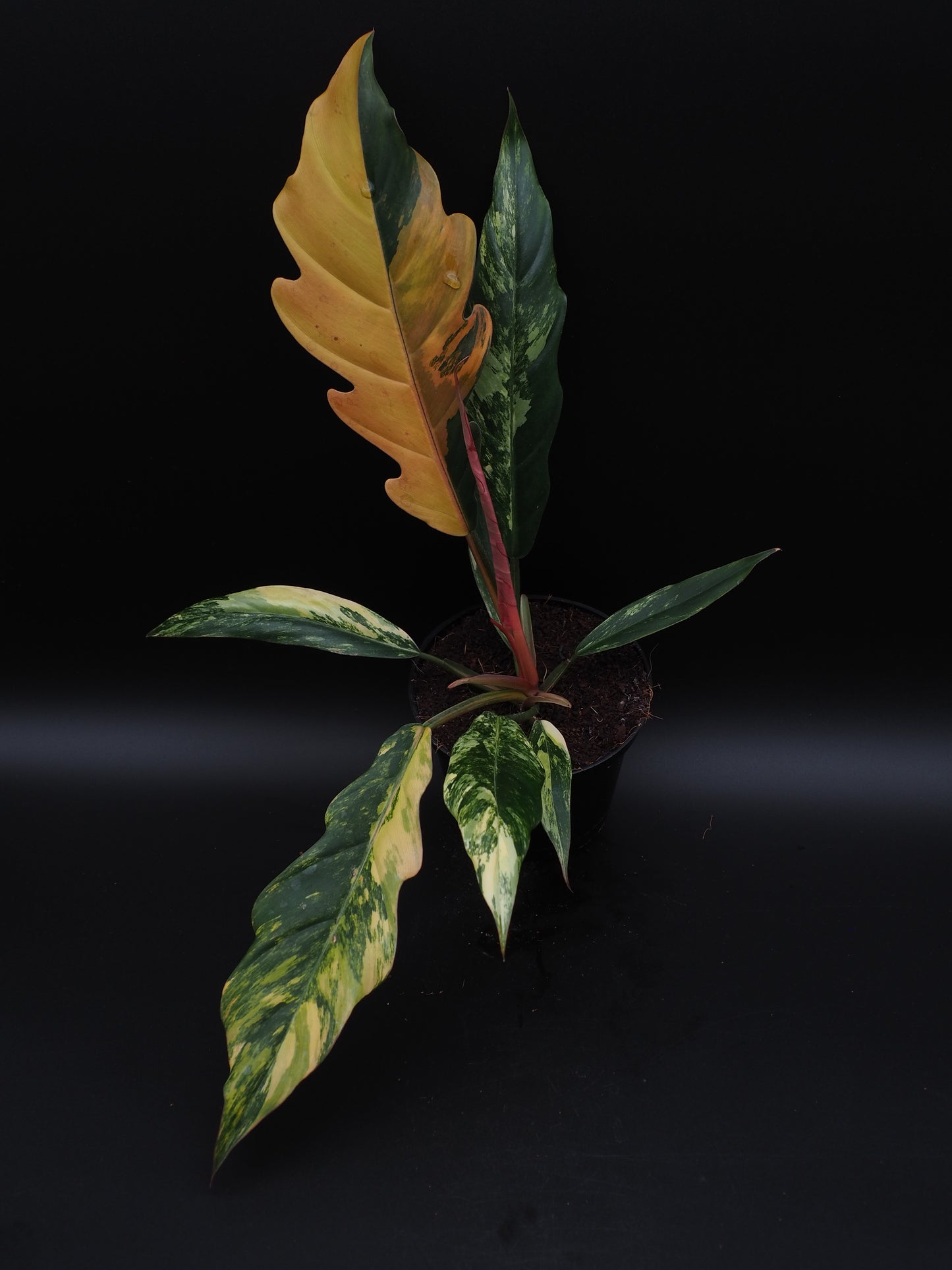 Philodendron Marbre Caramel