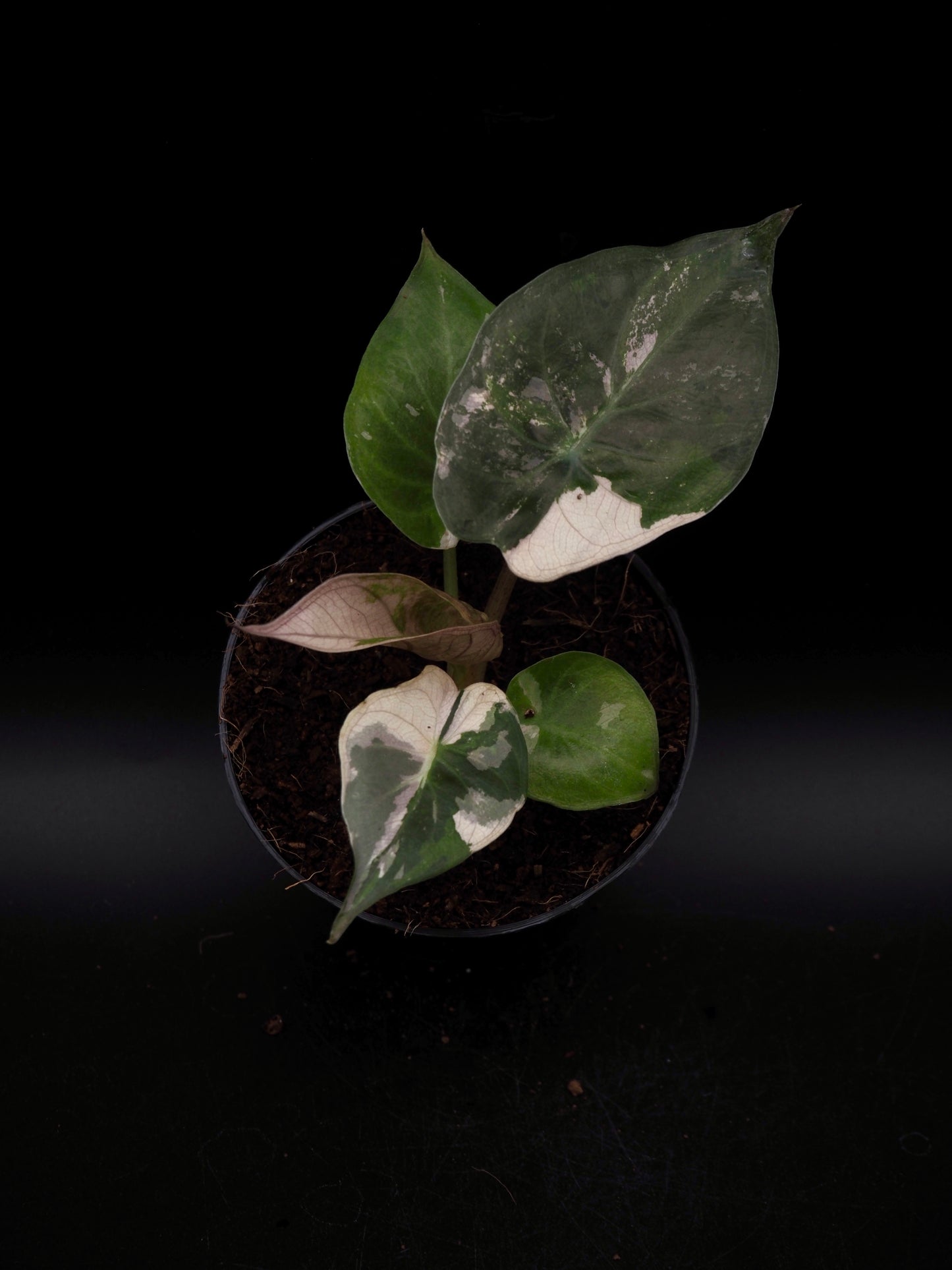 Alocasia Wentii Albo/Pink