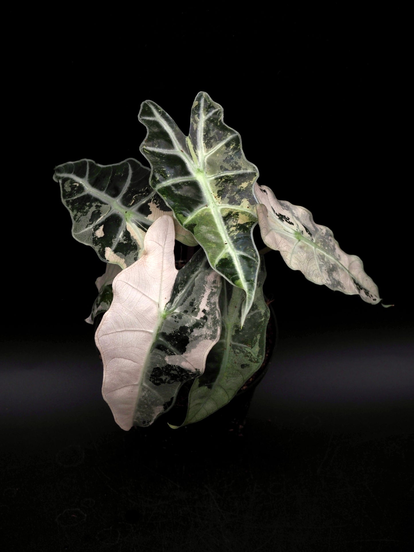 Alocasia Polly Pink Variegata