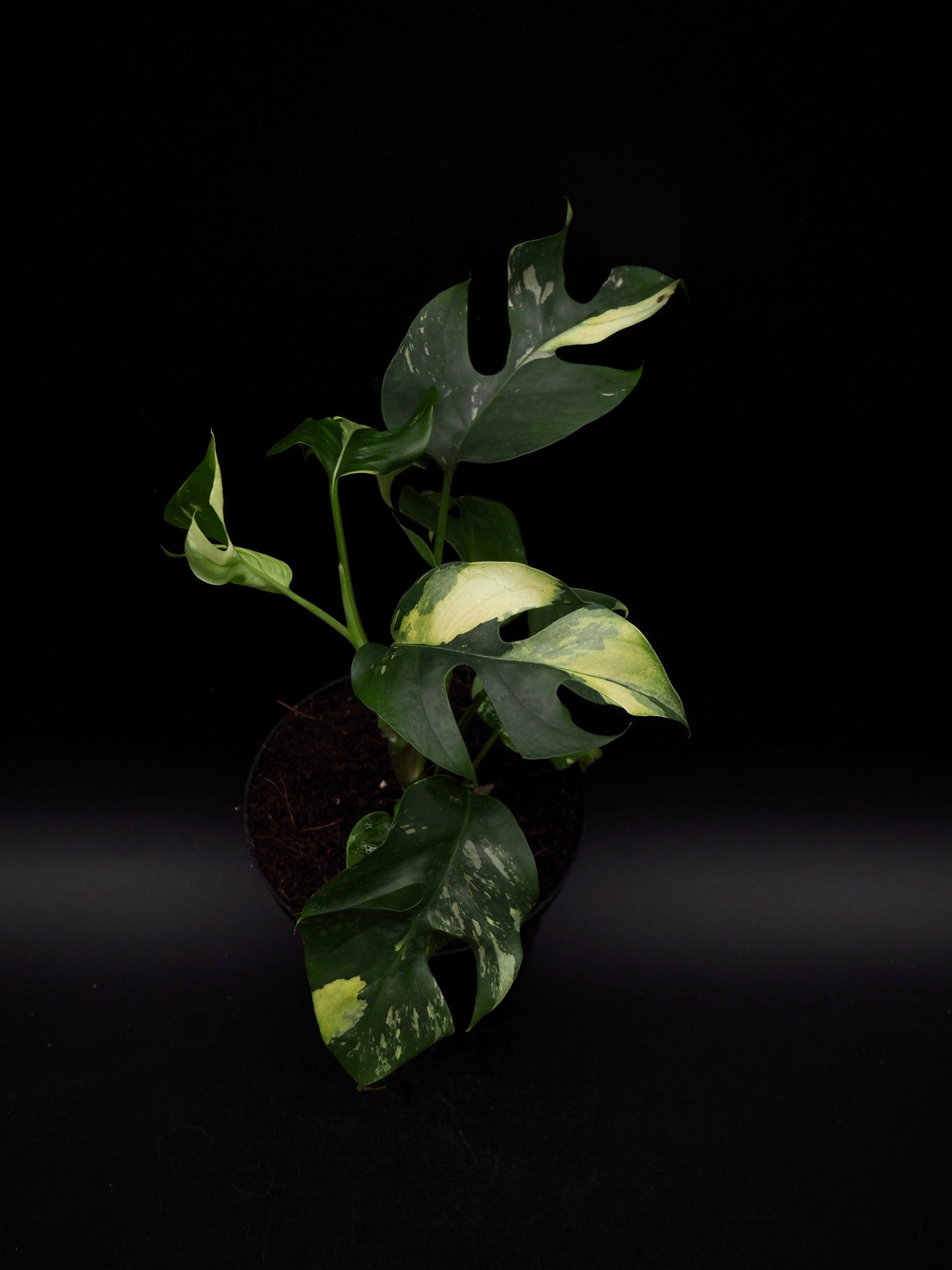 Rhaphidophora Tetrasperma Variegata