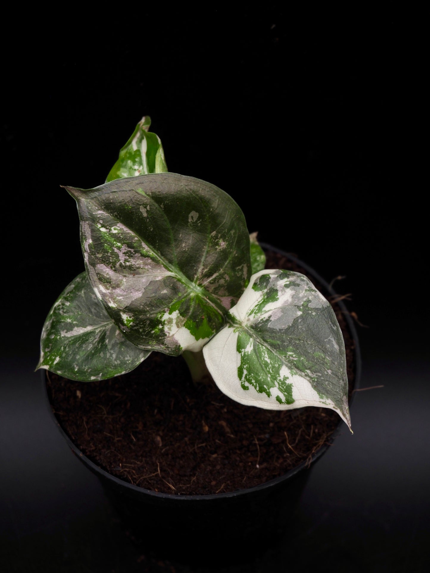 Alocasia Wentii Albo/Pink