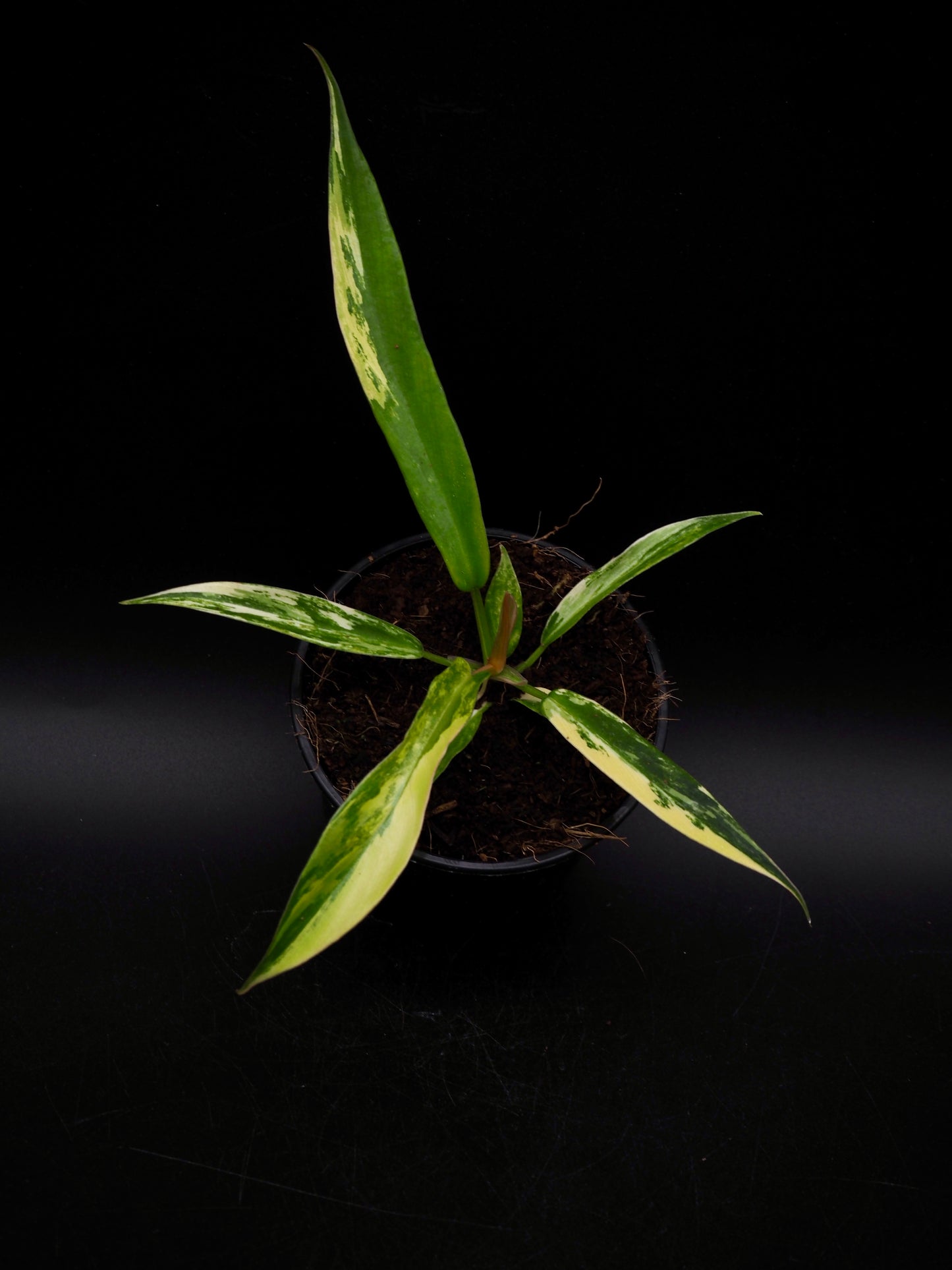 Philodendron Florida Beauty X Tortum
