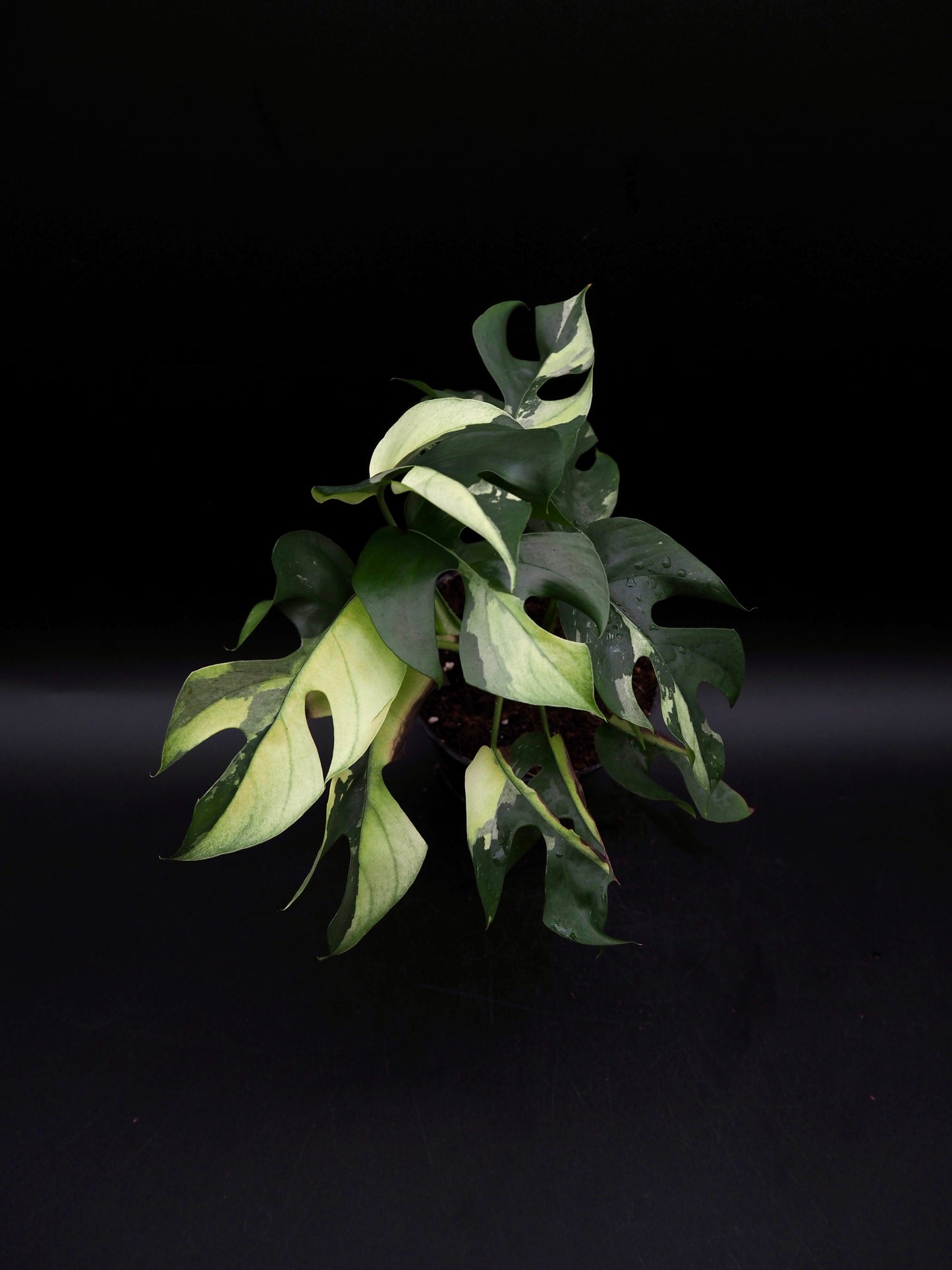 Rhaphidophora Tetrasperma Variegata