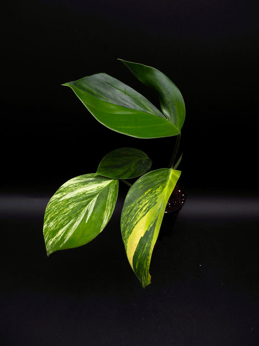 Rhaphidophora Decursiva Aurea Variegata