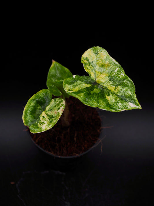 Alocasia Jacklyn Aurea Variegata