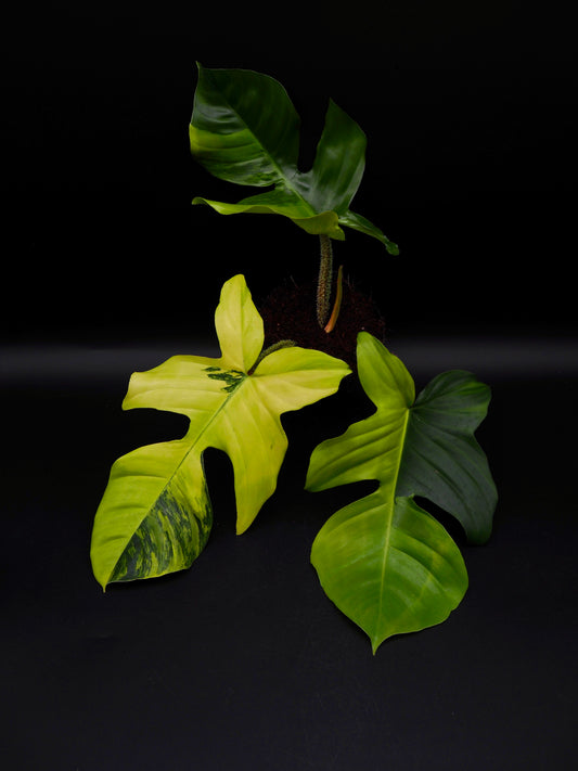 Philodendron Squamiferum Aurea Variegata