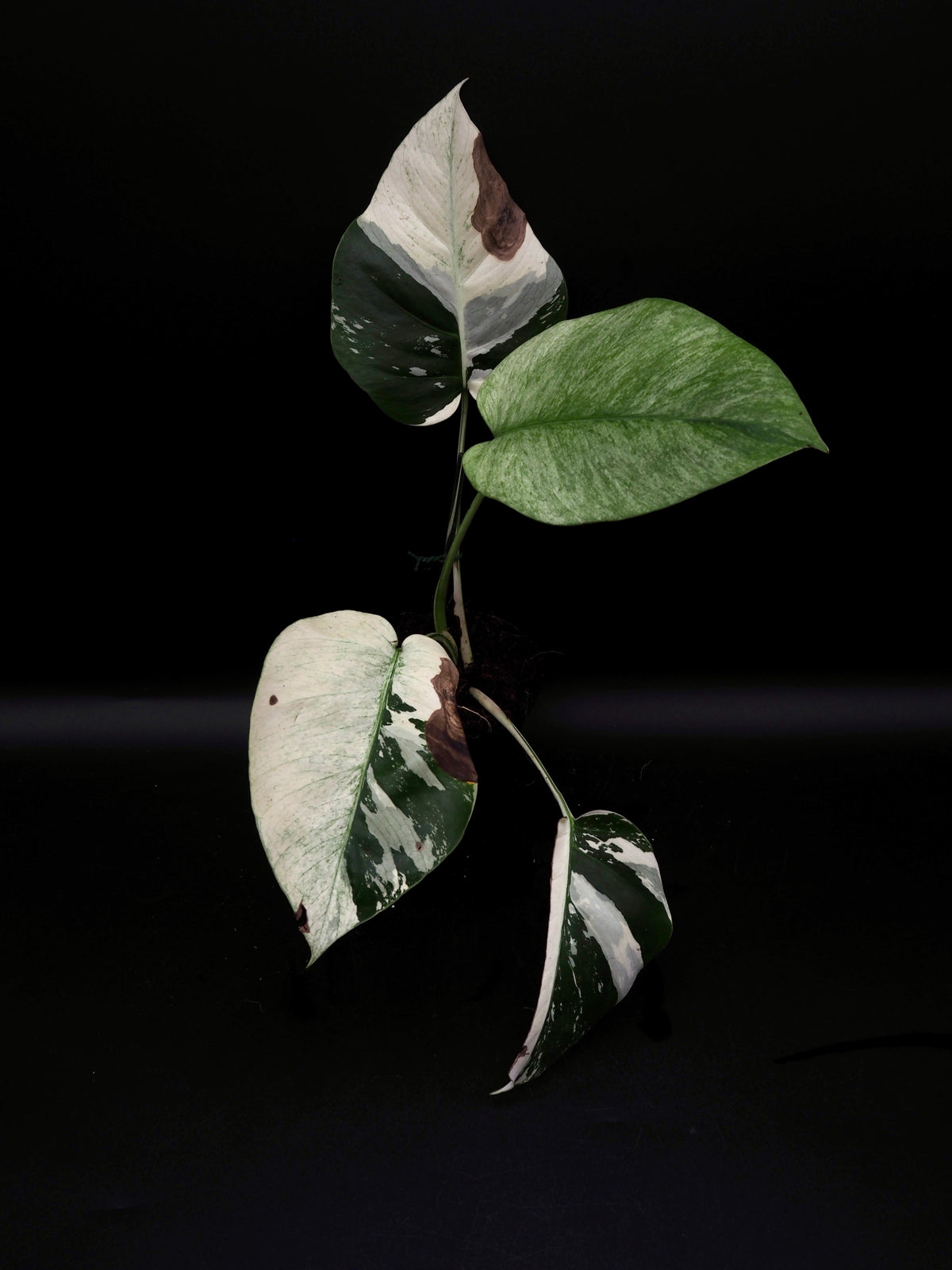 Monstera Deliciosa Jungle Mint