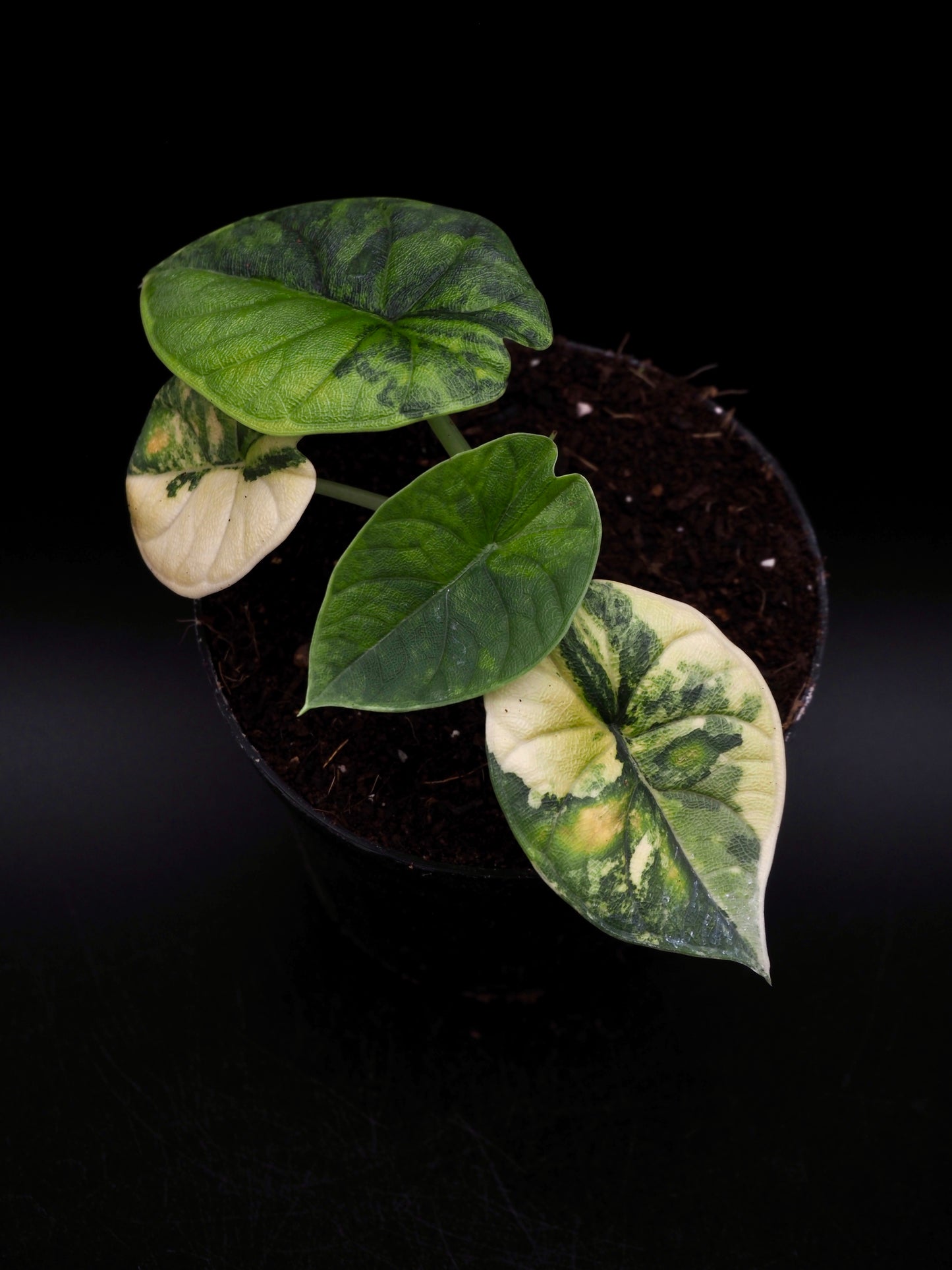 Alocasia Melo Aurea