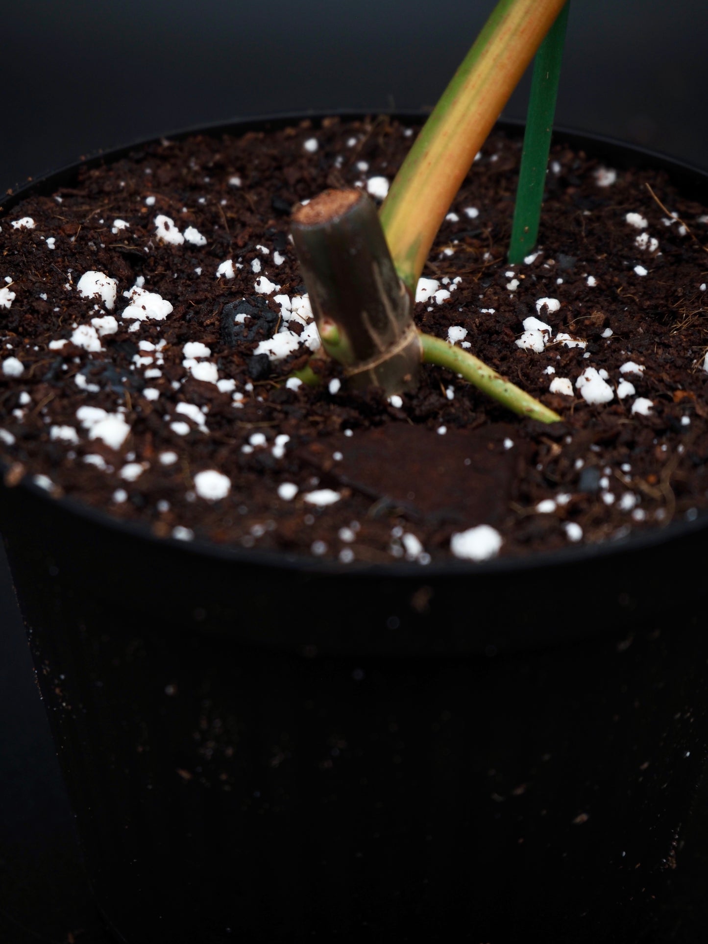 Philodendron Florida Beauty x Billitiea (Jennifer)