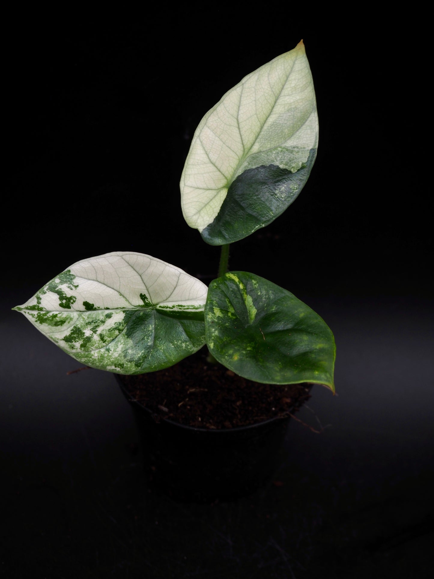 Alocasia Sinuata Albo