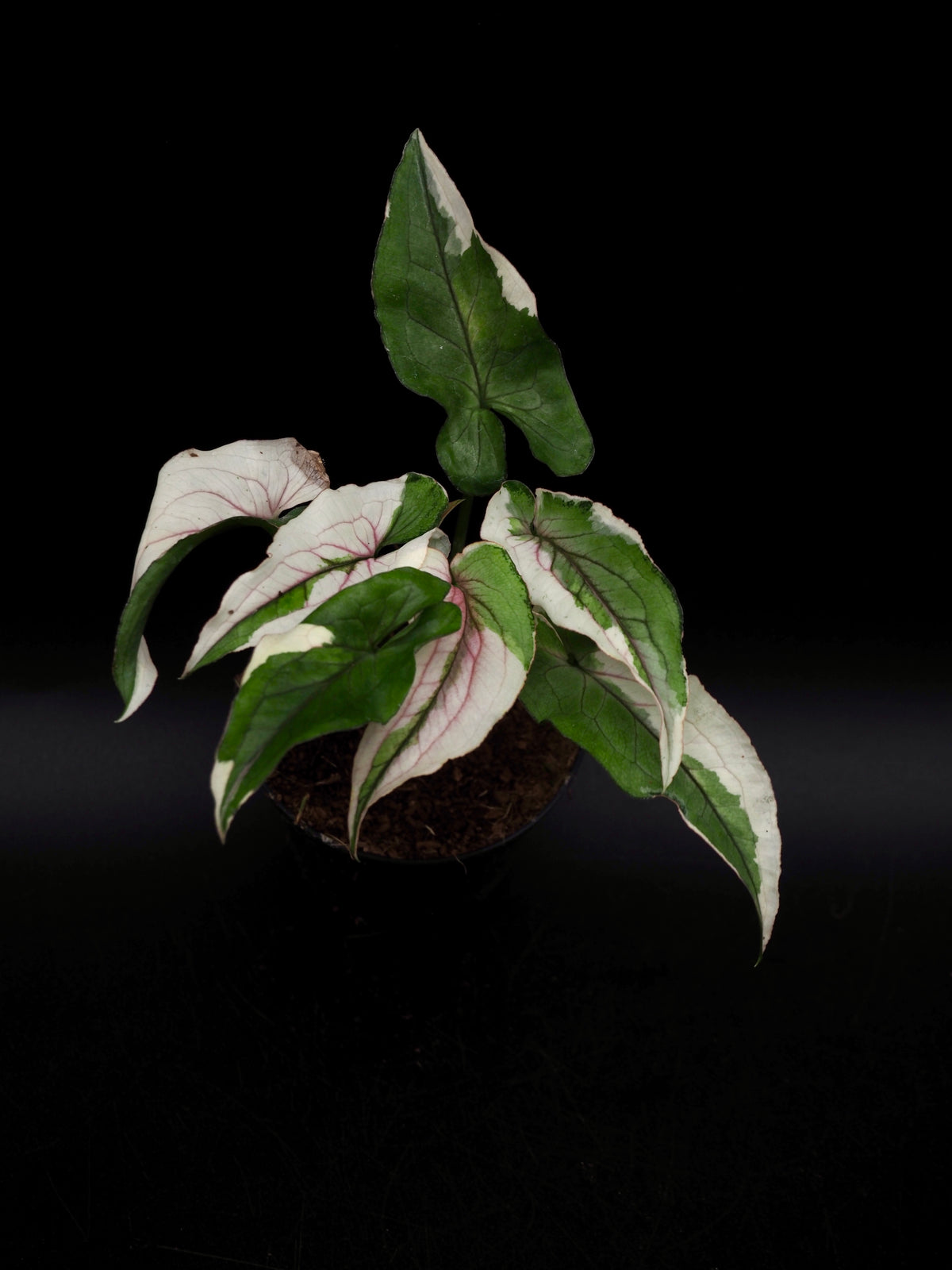 Syngonium White Princess