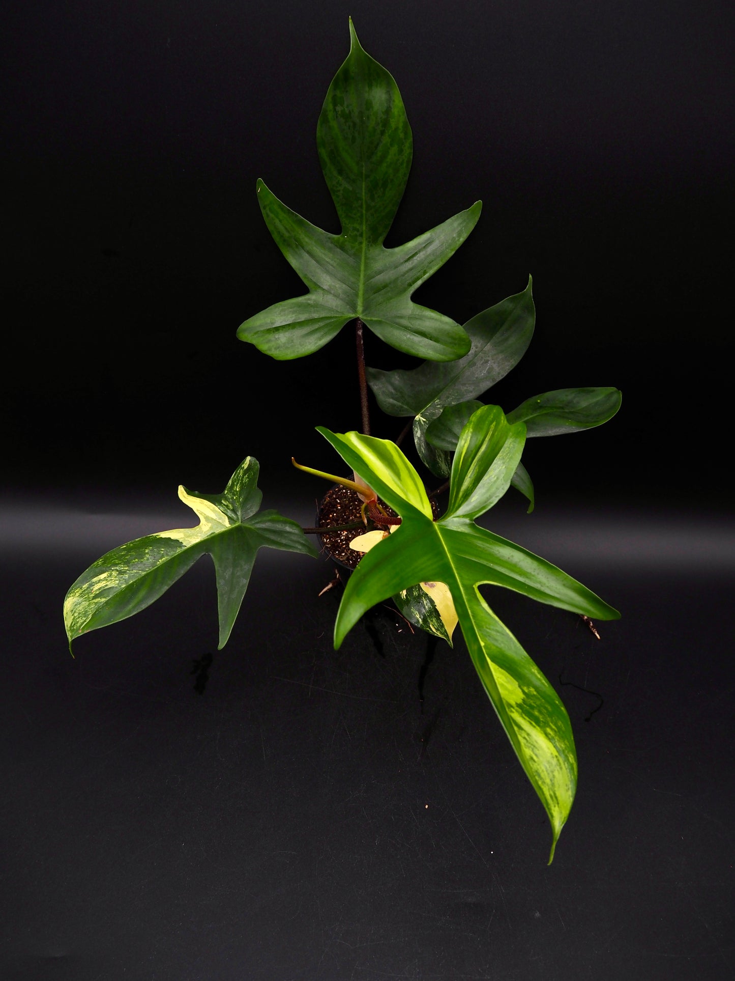 Philodendron Florida Beauty