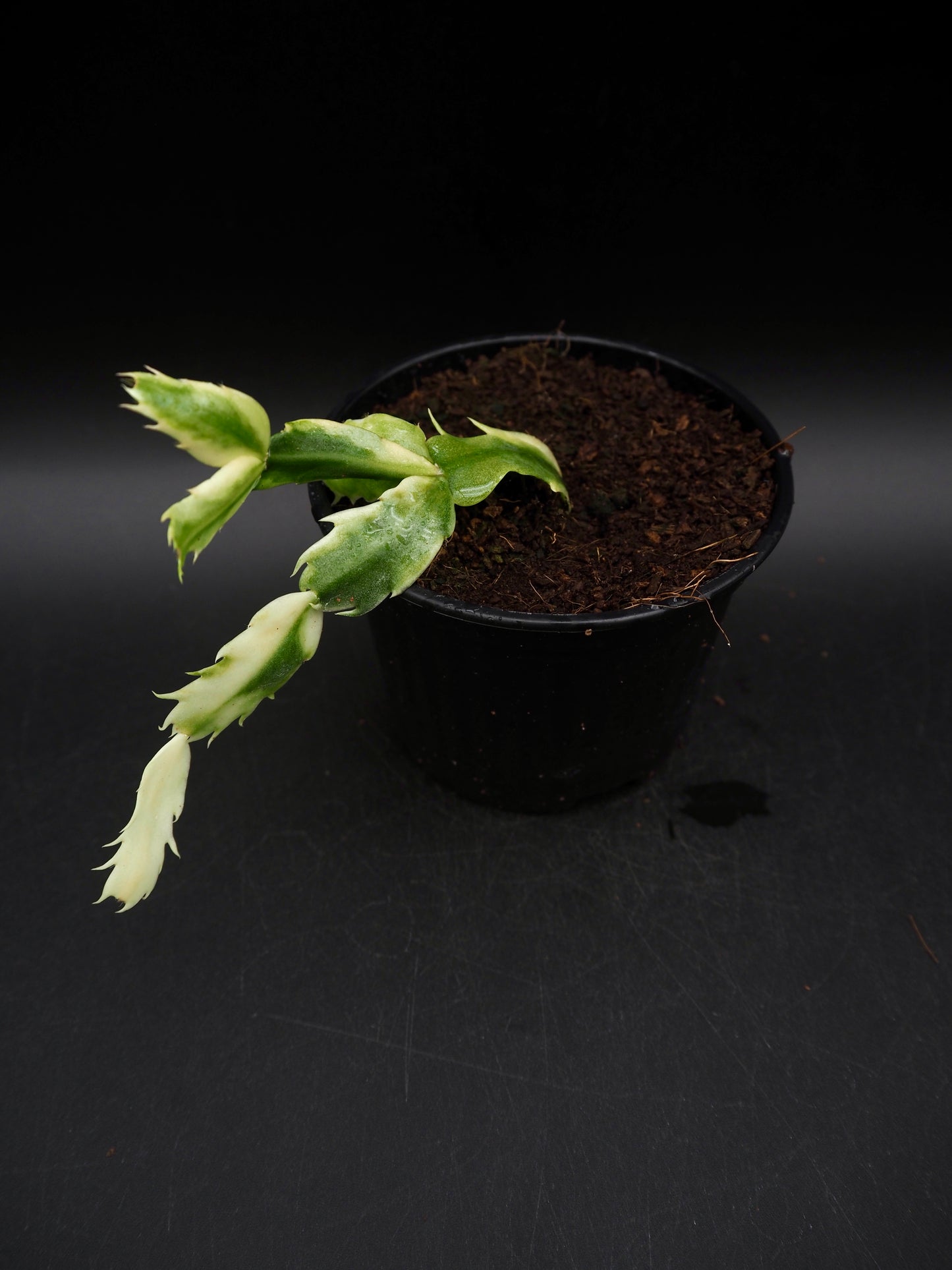 Weihnachtskaktus Variegata
