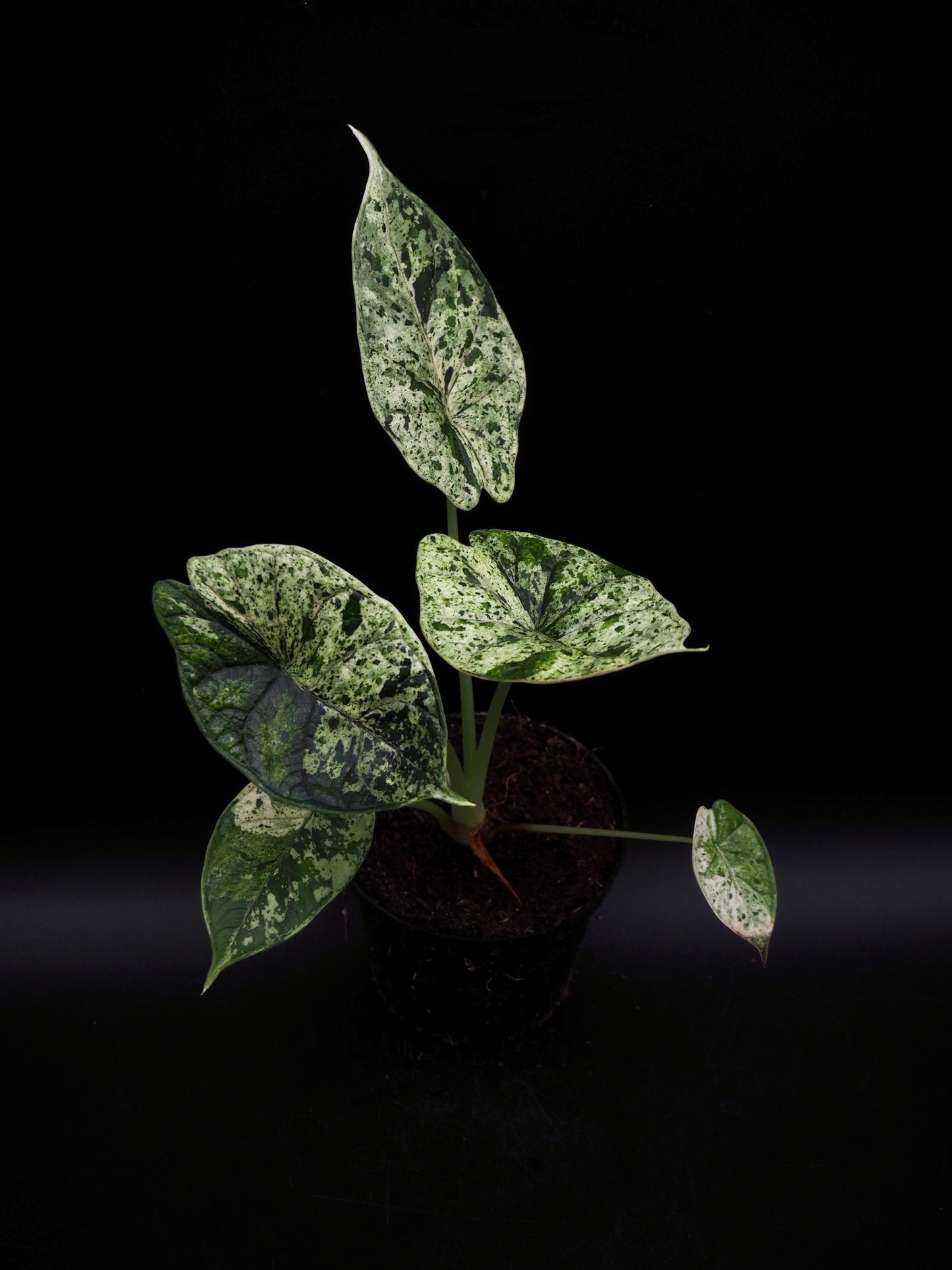Alocasia Dragon Scale Menthe Variegata
