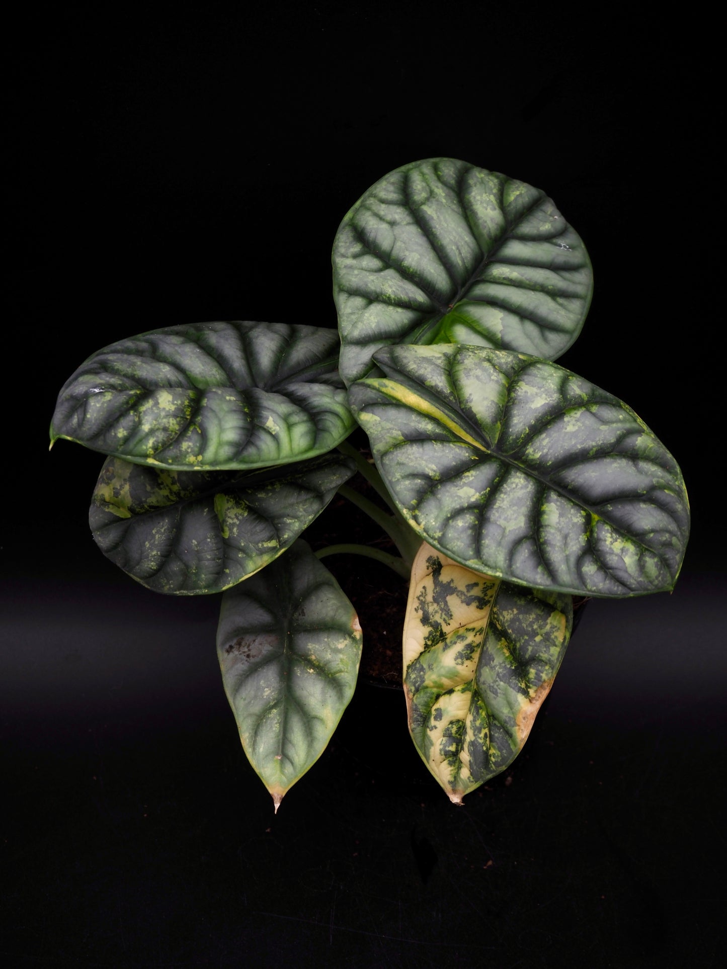 Alocasia Silver Dragon Aurea