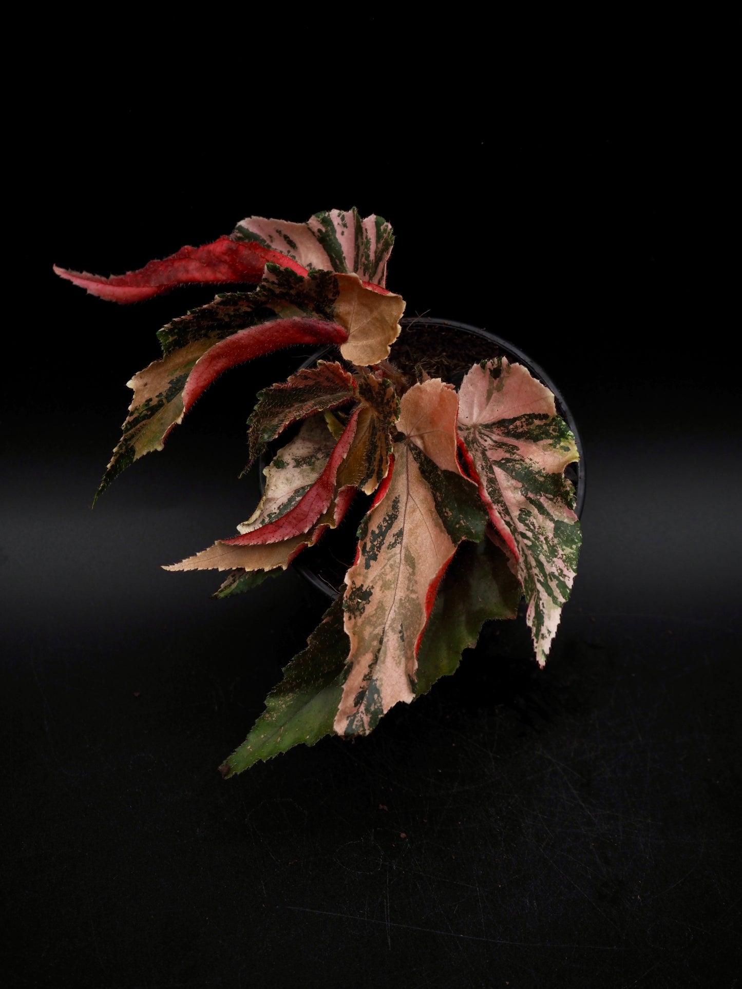 Begonia Ginny Galaxy