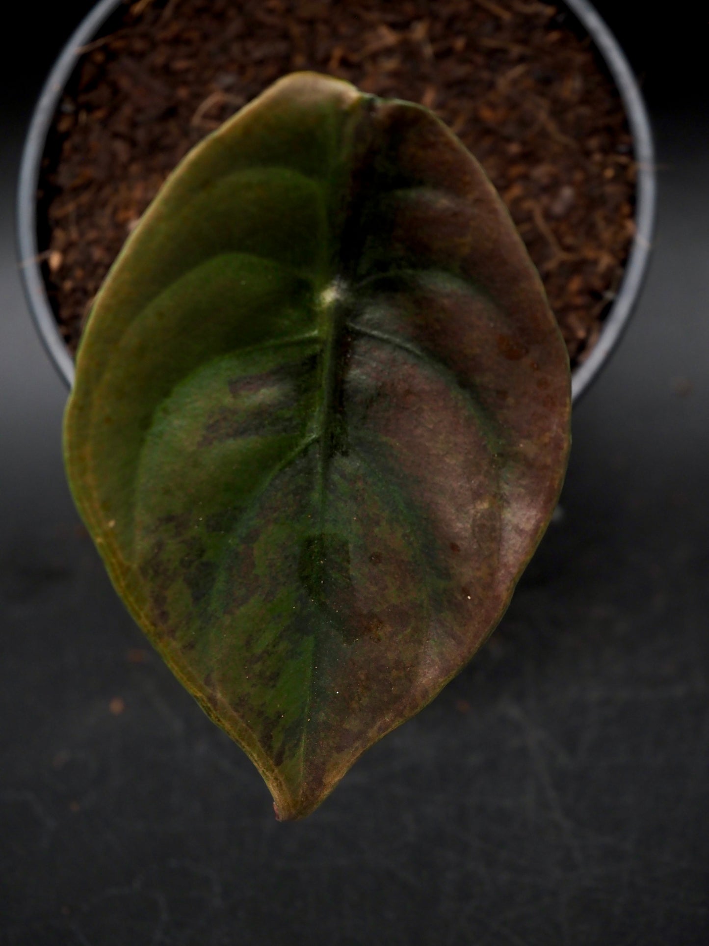 Alocasia Cuprea Latte Variegata