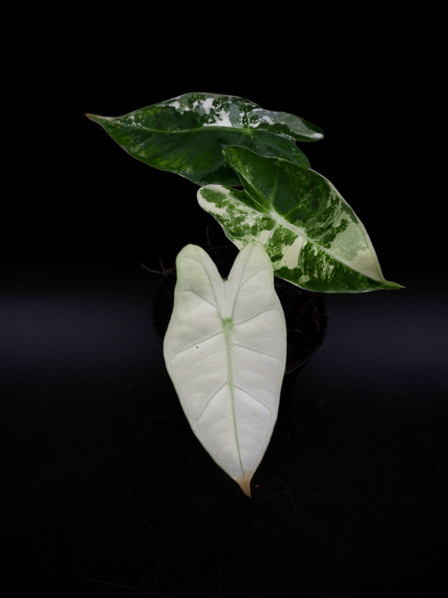 Alocasia Frydek Variegata