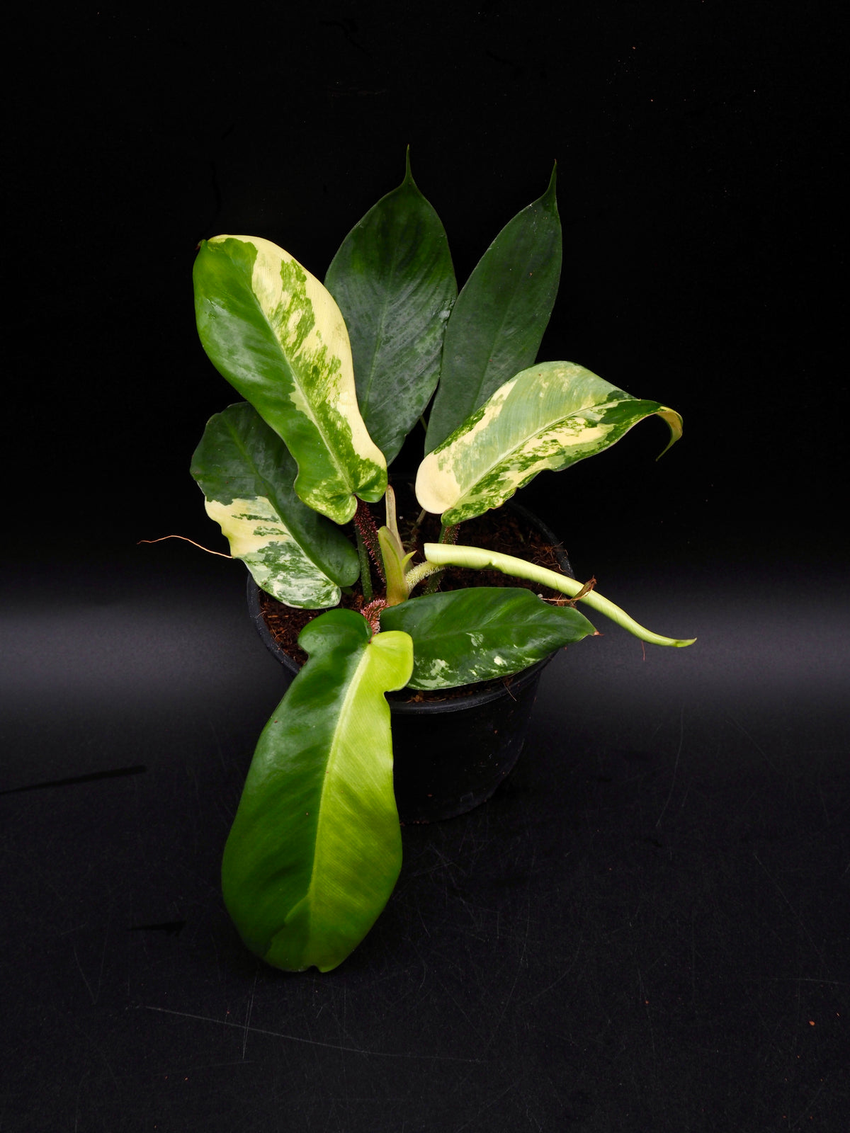 Philodendron Squamiferum Aurea Variegata