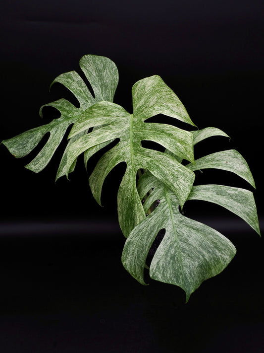 Monstera Jungle Full Mint