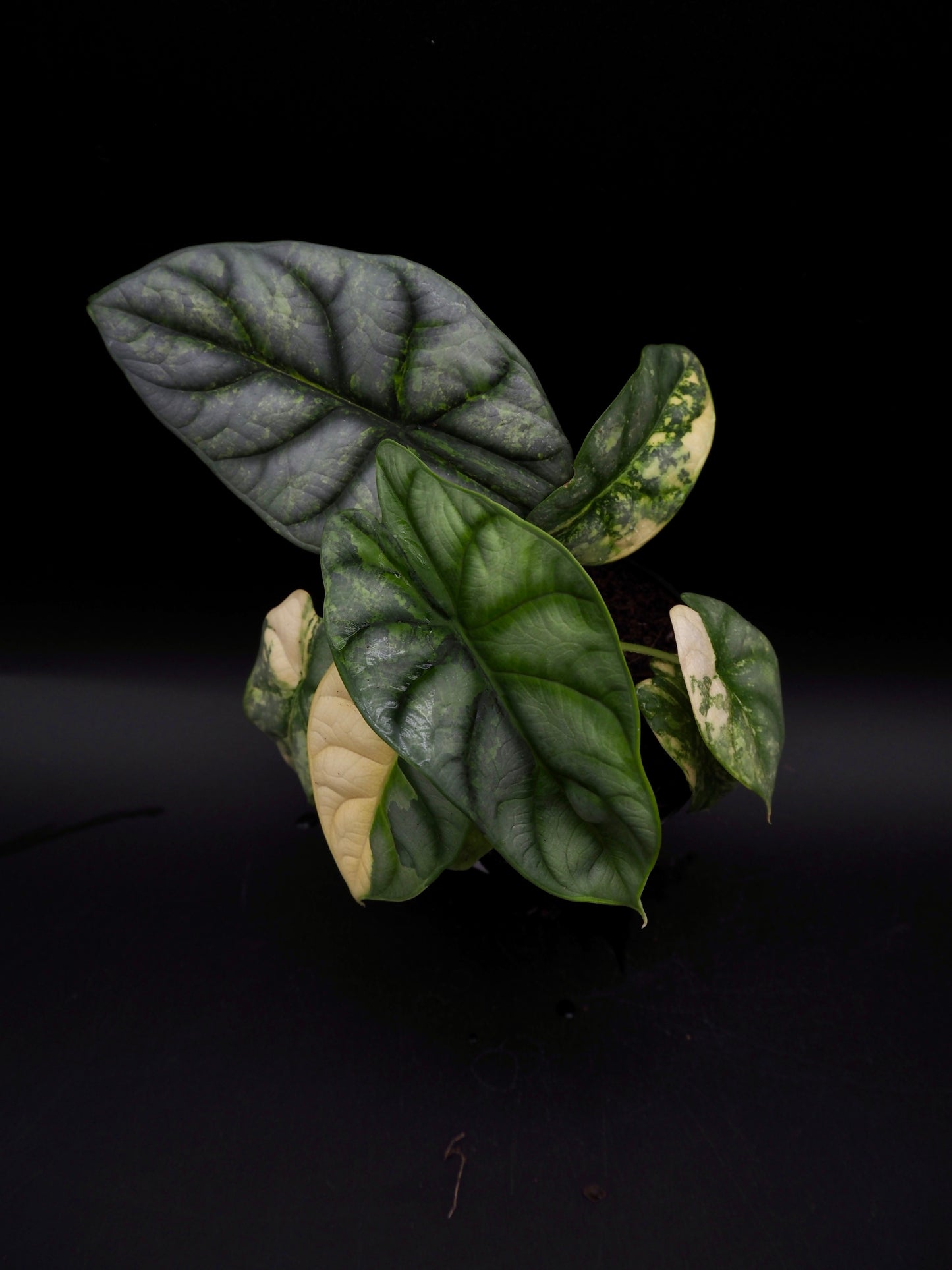 Alocasia Silver Dragon Aurea