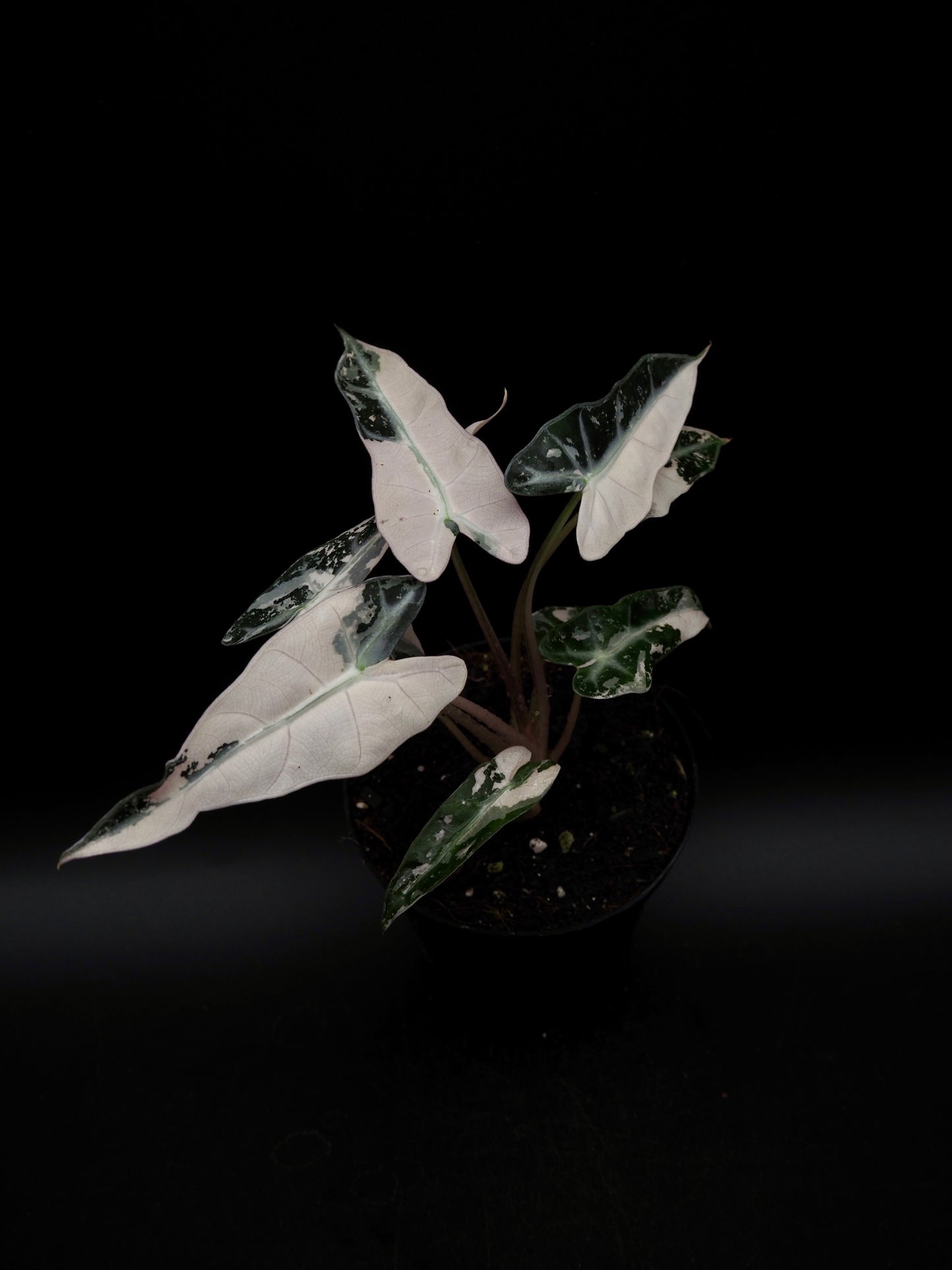 Alocasia Bambino Pink Variegata