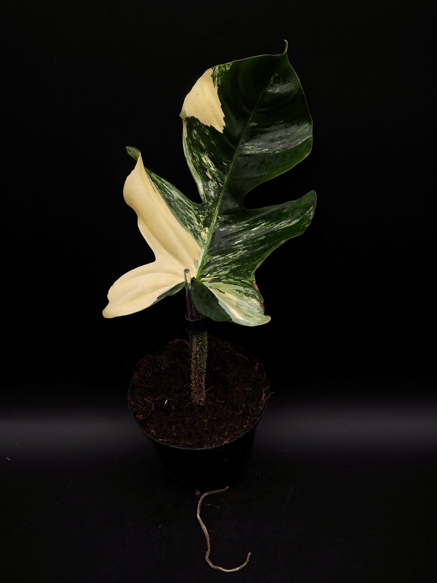Philodendron Squamiferum Aurea Variegata