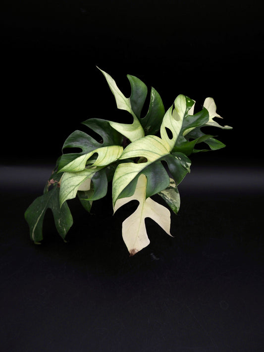 Rhaphidophora Tetrasperma Variegata