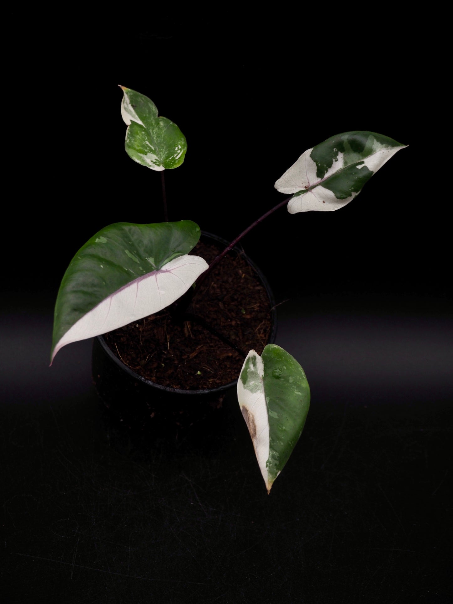 Alocasia Macrorrhiza Black Stem Variegata