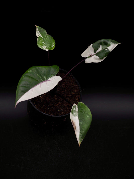 Alocasia Macrorrhiza Black Stem Variegata