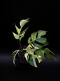 Rhaphidophora Tetrasperma Variegata