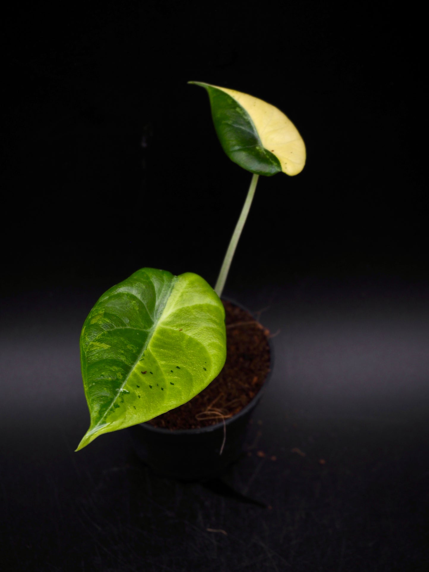Alocasia Maharani Aurea