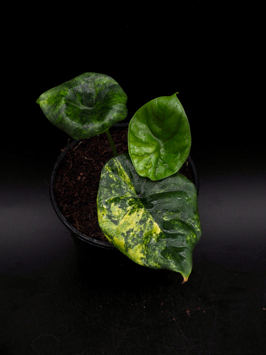 Alocasia Sinuata Aurea