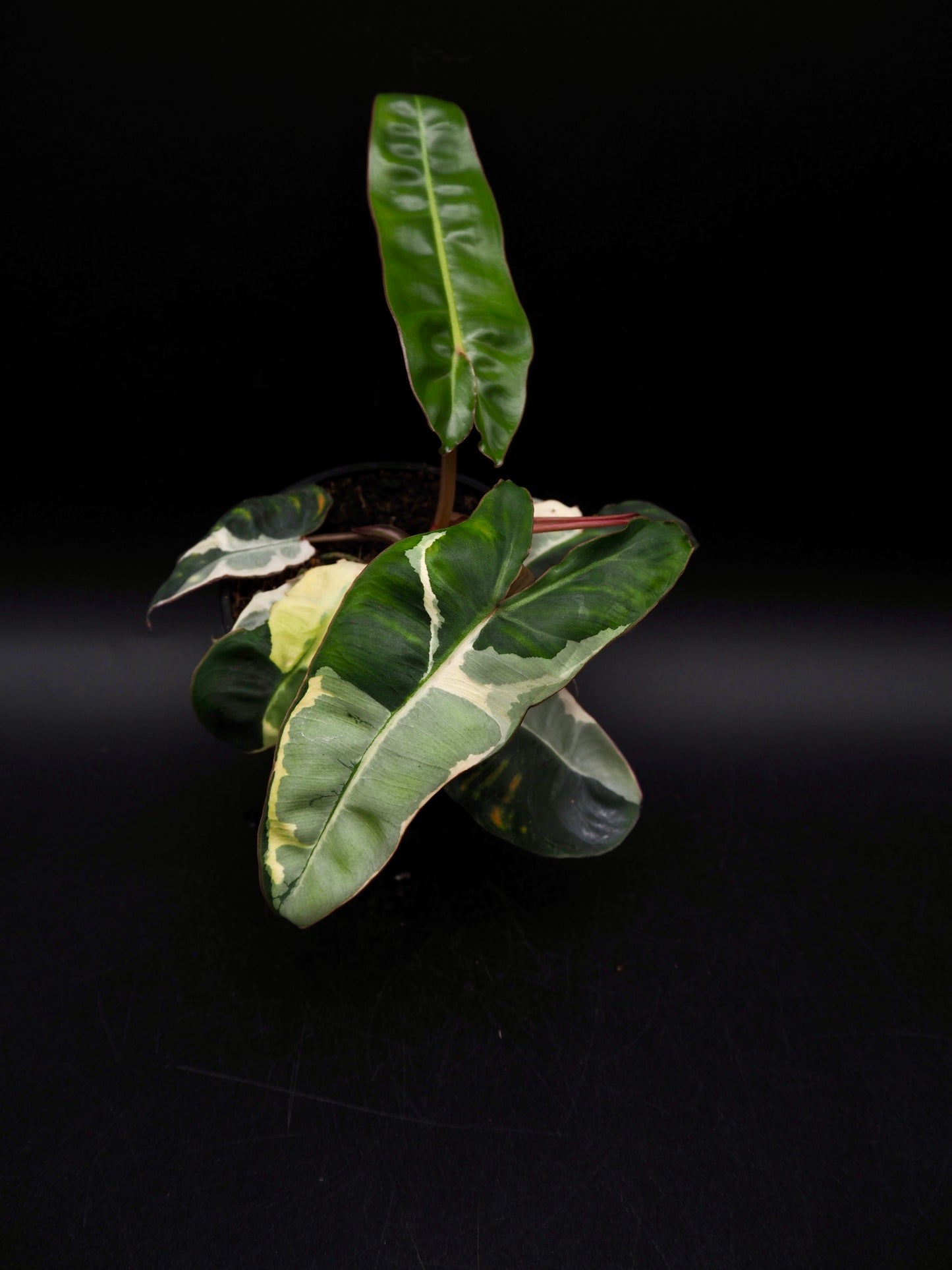 Philodendron Billietiae White Lava