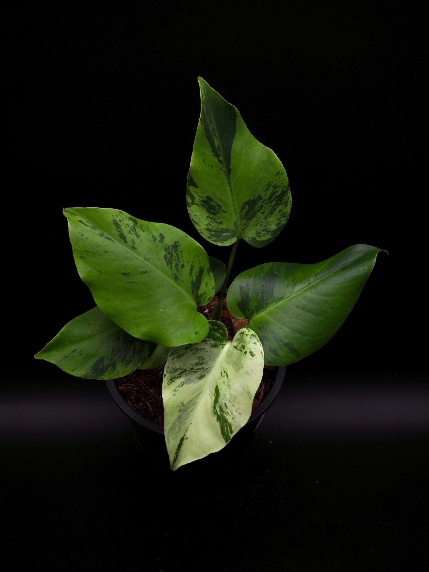 Monstera Light Lime