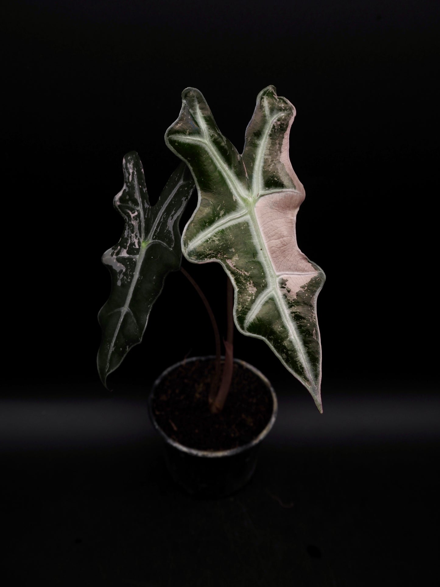 Alocasia Nobilis Pink