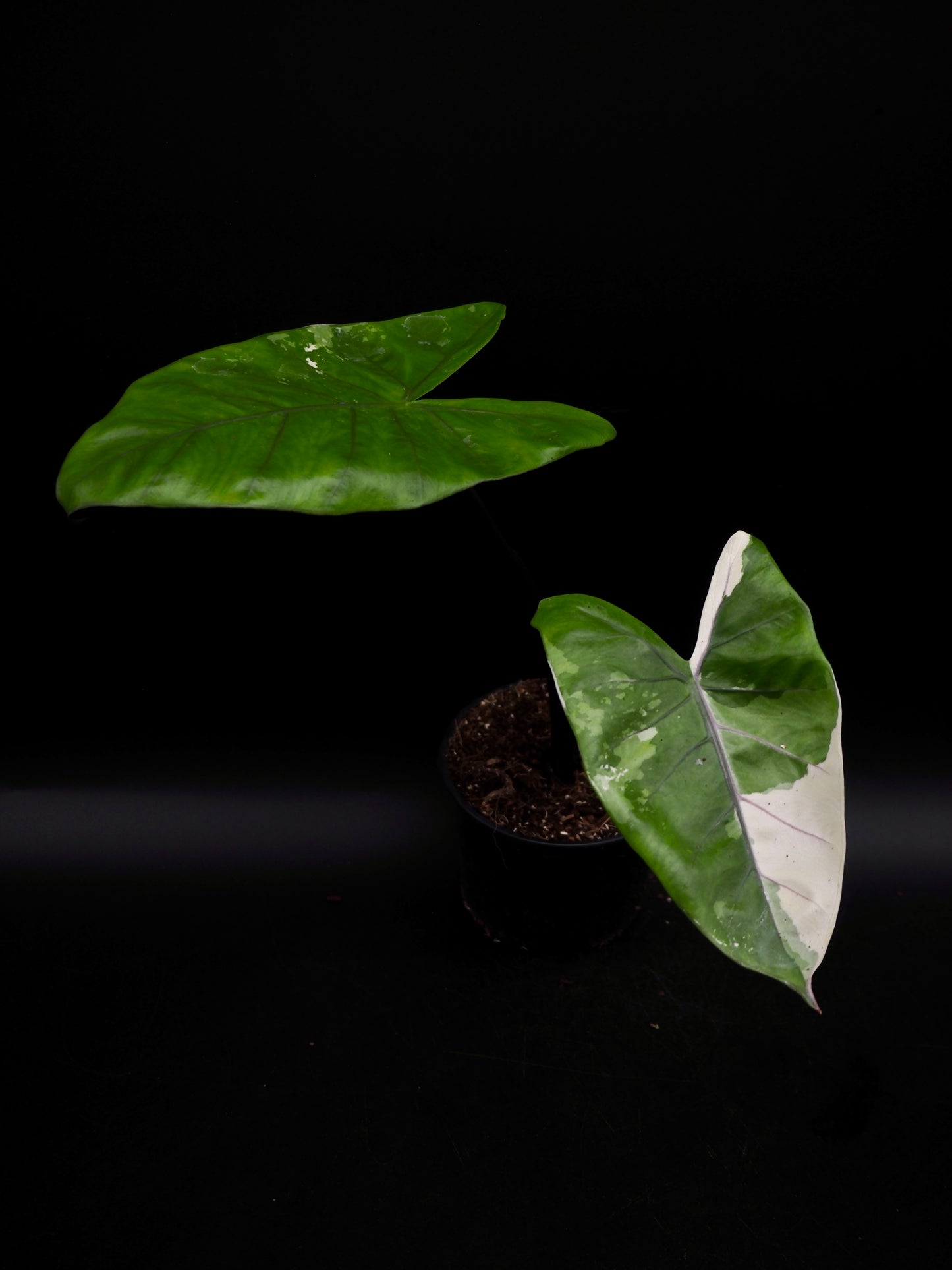 Alocasia Macrorrhiza Black Stem Variegata