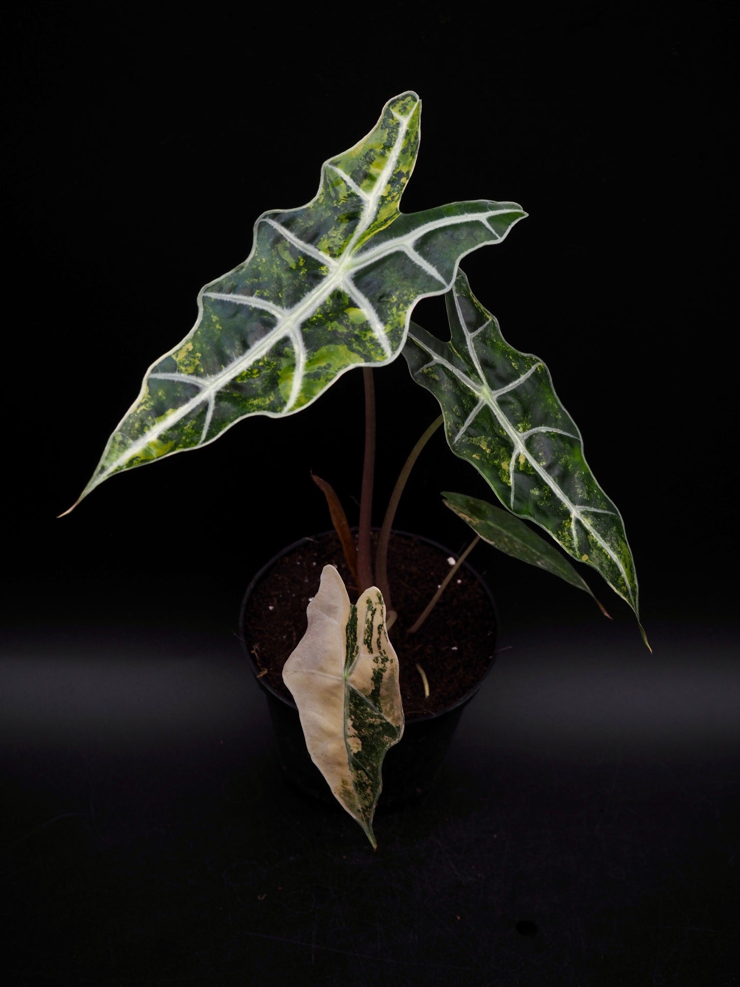 Alocasia Sanderiana Bull Aurea