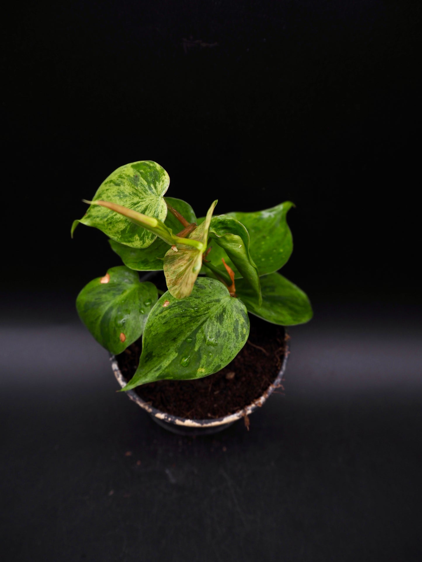 Philodendron Hederaceum Oxycardium Variegata