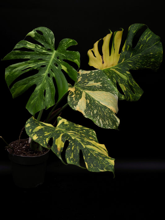Monstera Deliciosa Electrolyte