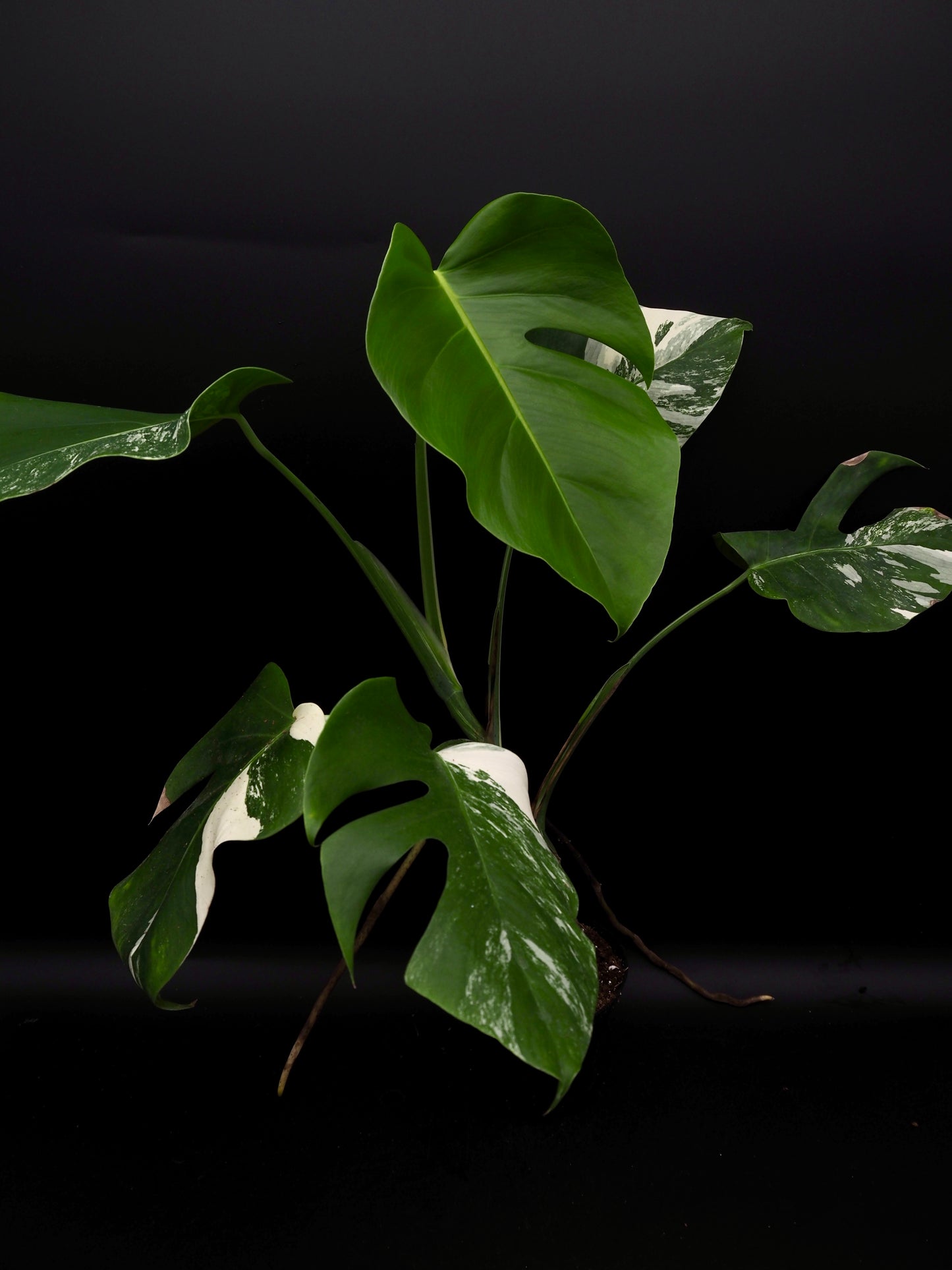 Monstera Borsigiana Albo Variegata