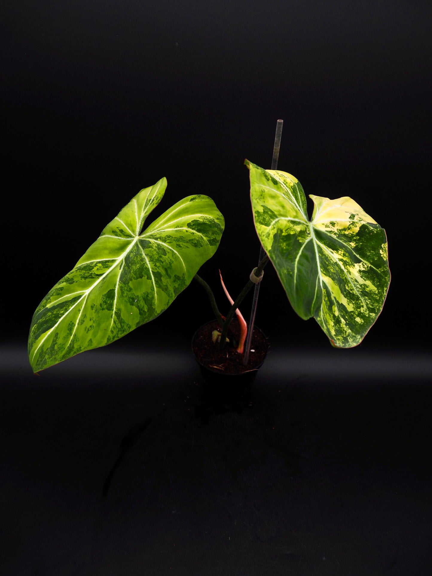 Philodendron Gloriosum Aurea