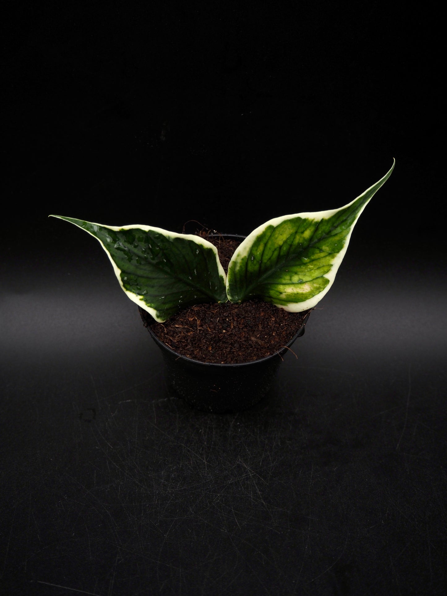Hoya Polyneura Variegata