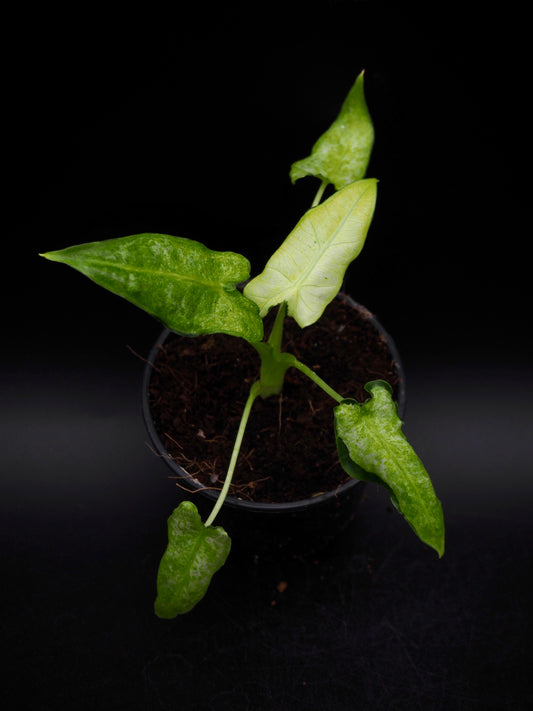 Alocasia Frydek Mint