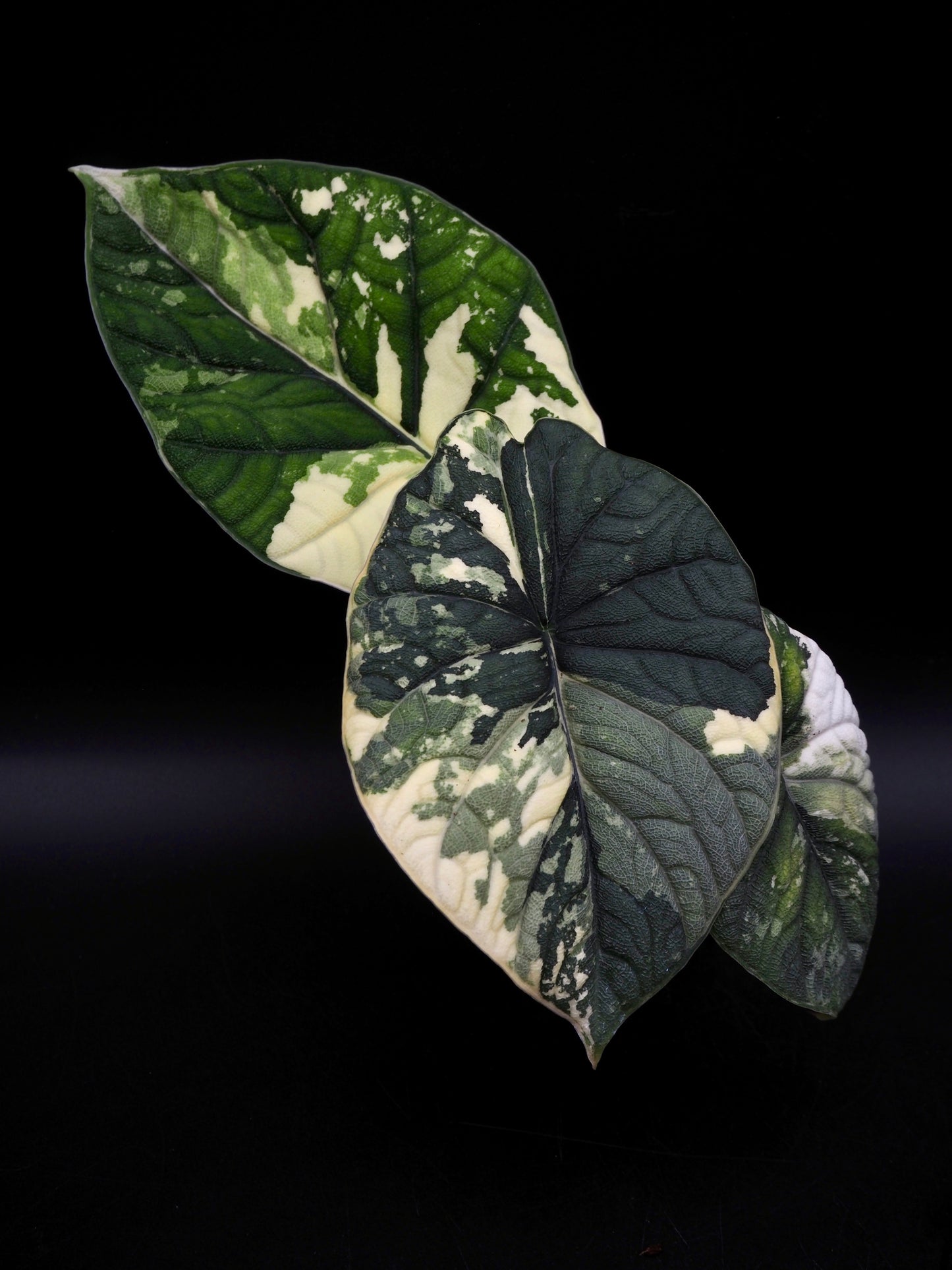 Alocasia Melo Albo