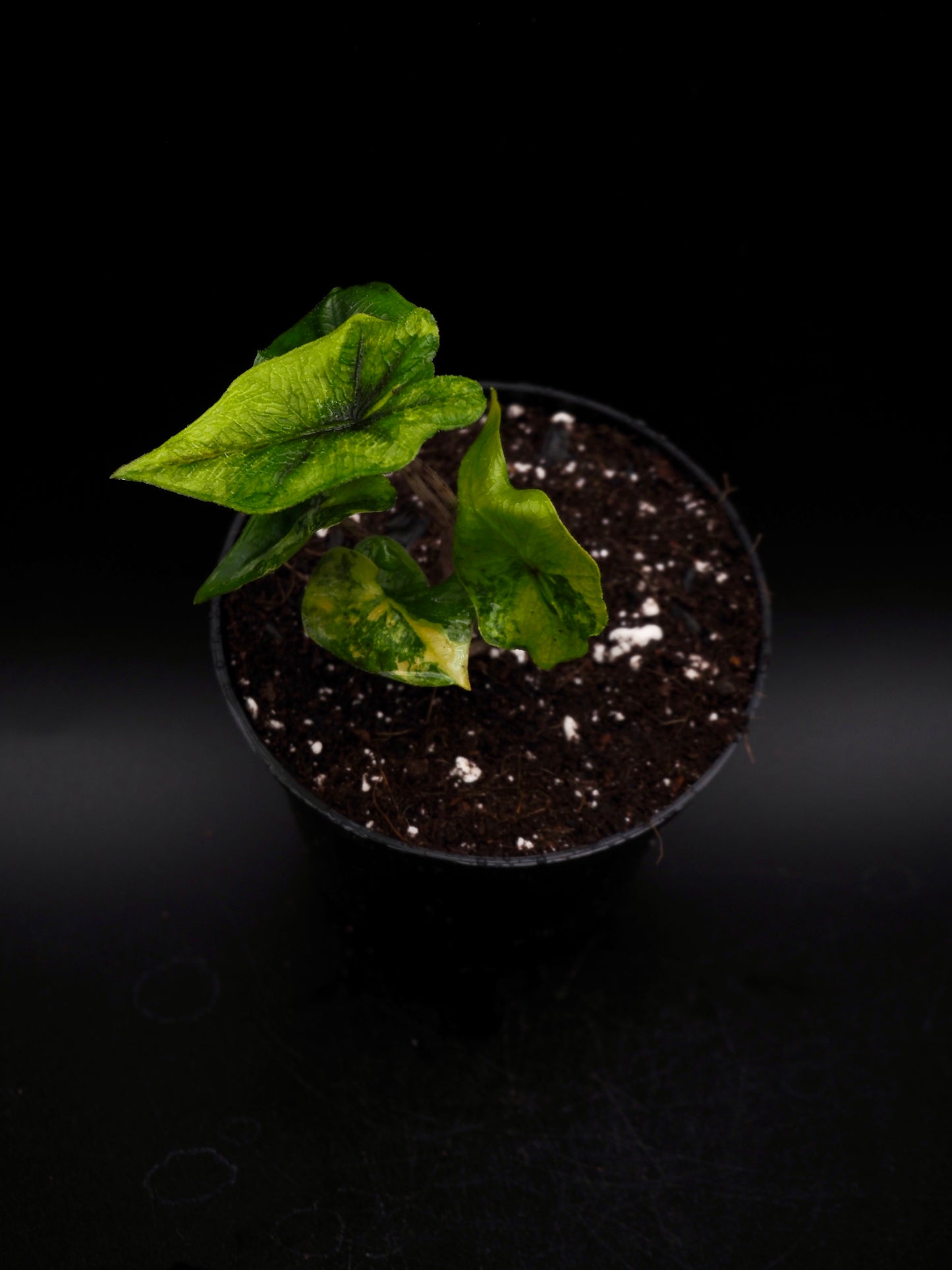 Alocasia Jacklyn Aurea Variegata